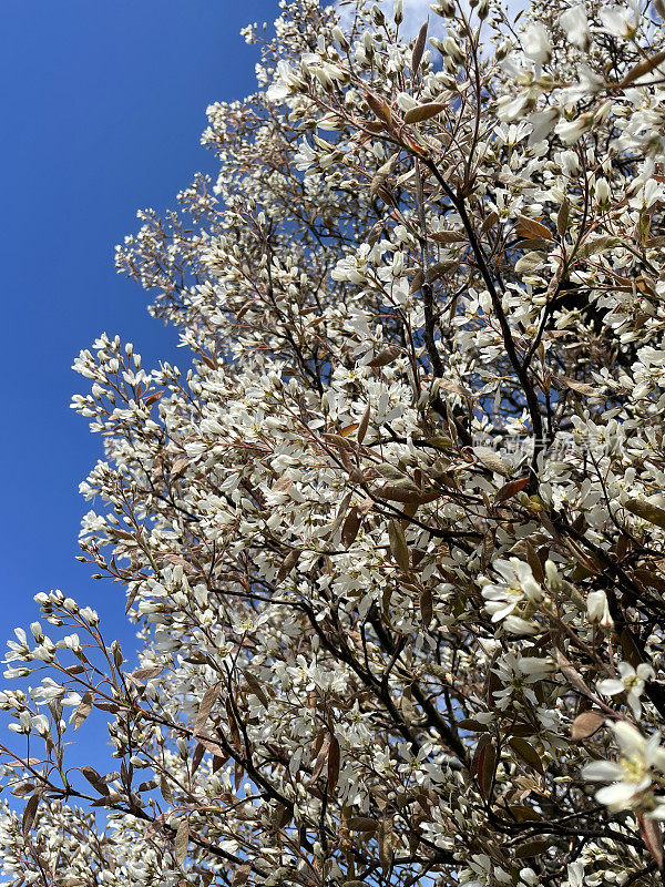 开花树冠Shadbush (Amelanchier)树的特写图像，白色的花朵孤立对春天，晴朗的蓝天，聚焦前景